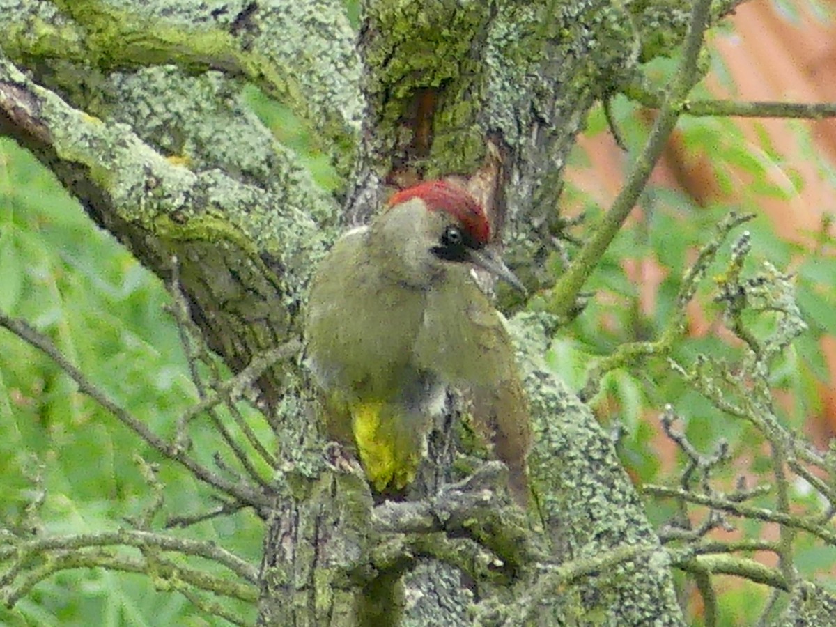 Eurasian Green Woodpecker - ML619748679