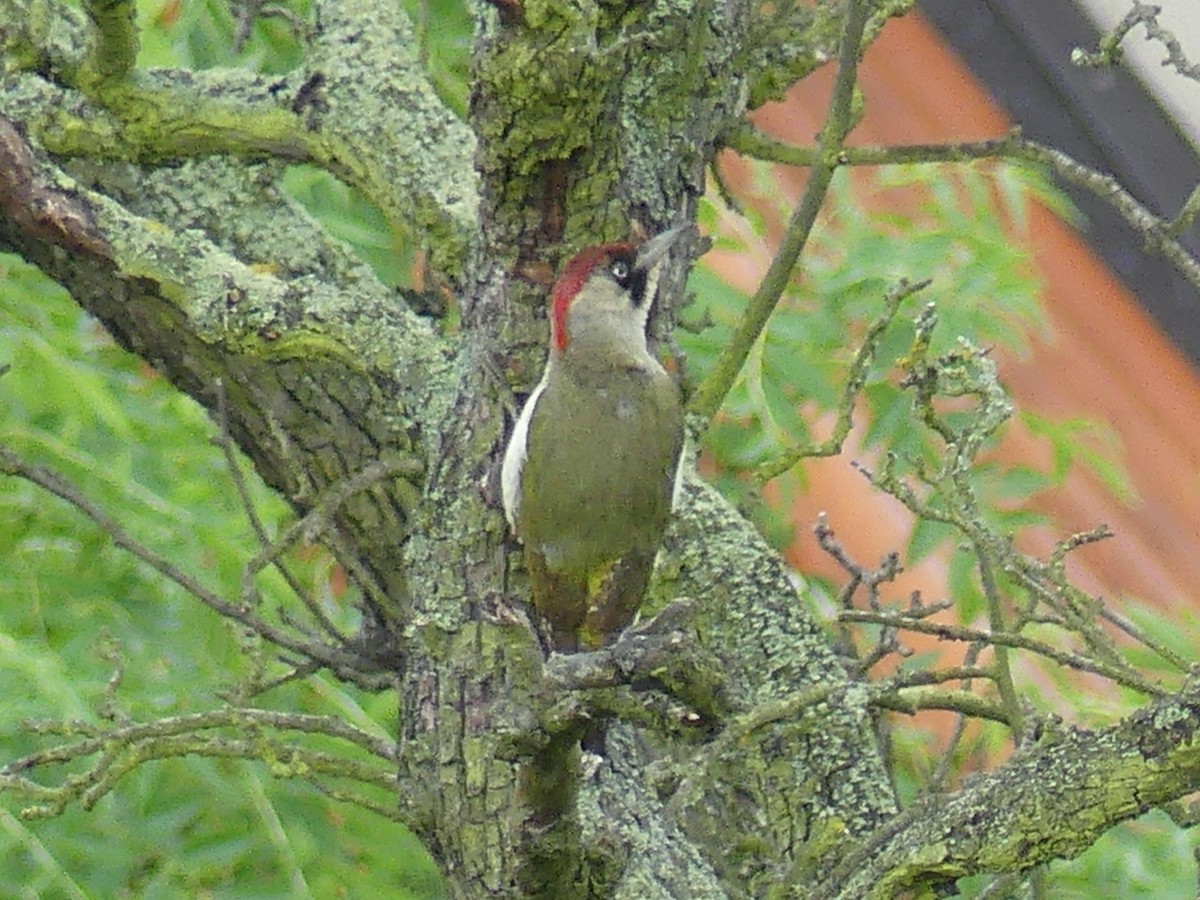 Eurasian Green Woodpecker - ML619748681