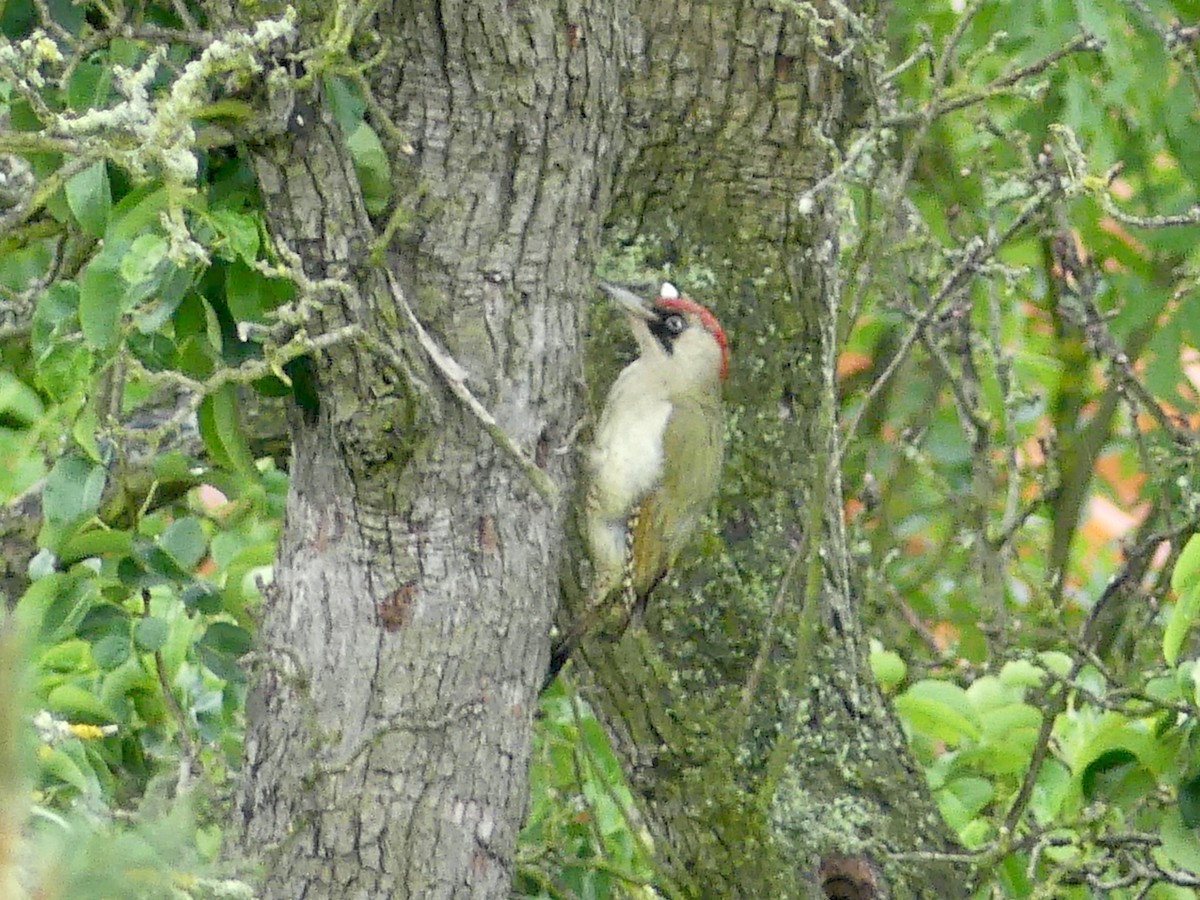 Eurasian Green Woodpecker - ML619748682