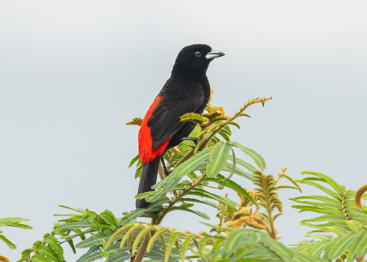 Scarlet-rumped Tanager - ML619748711