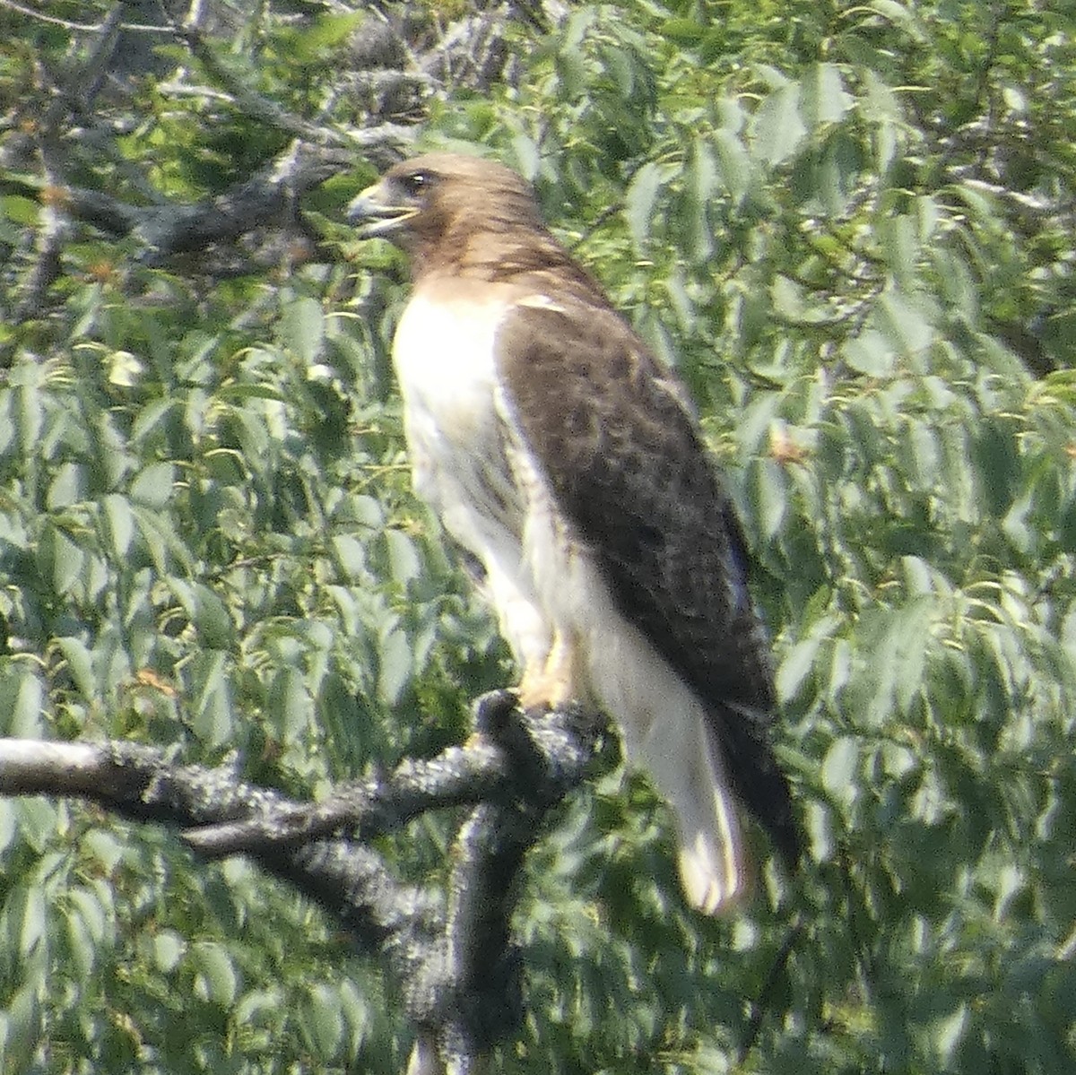 Red-tailed Hawk - ML619748713