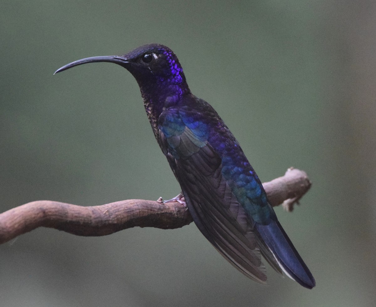 kolibřík fialkový - ML619748747