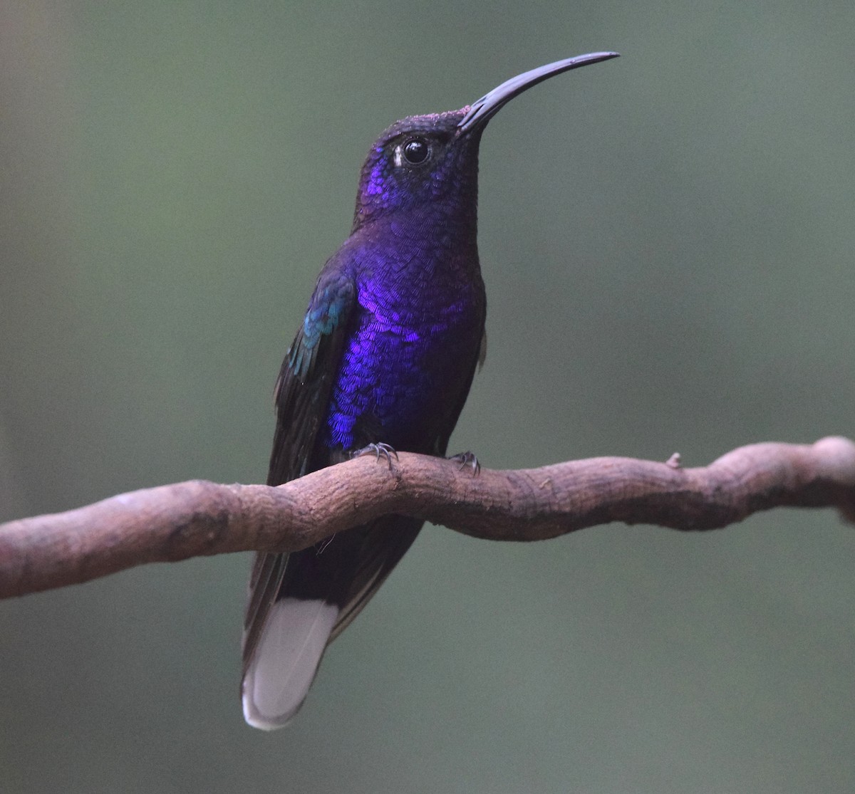 kolibřík fialkový - ML619748749