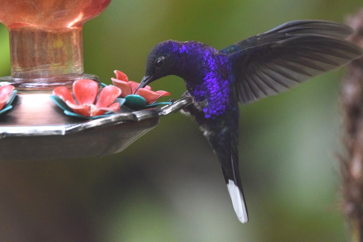 kolibřík fialkový - ML619748750