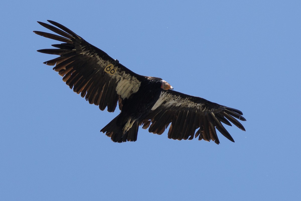California Condor - ML619748792