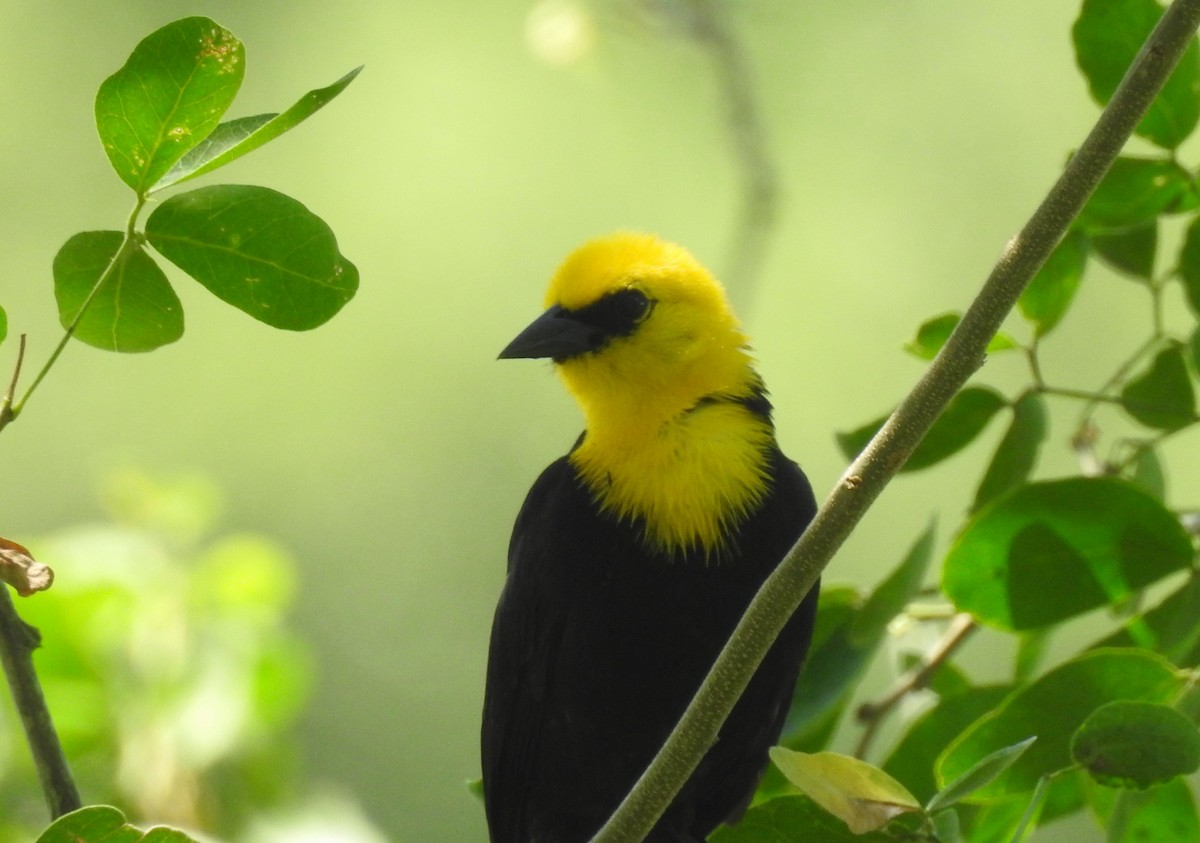 Yellow-hooded Blackbird - ML619748818