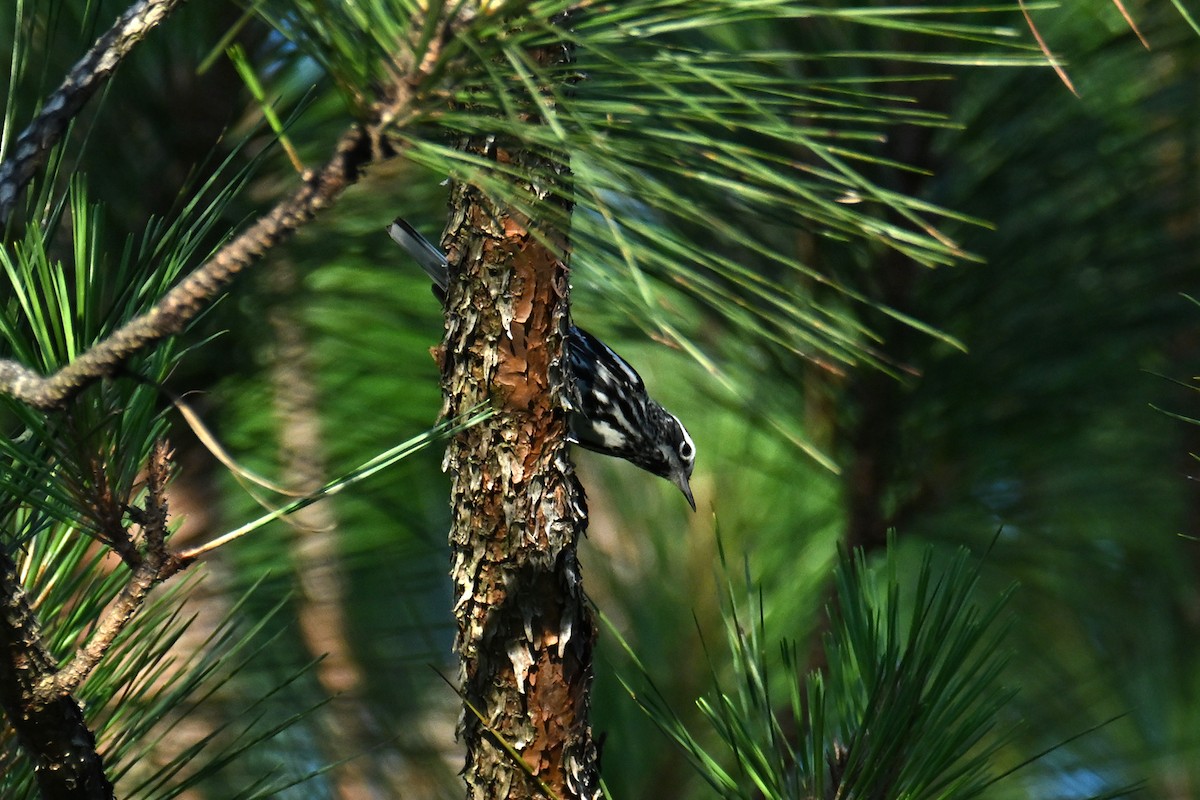 Black-and-white Warbler - ML619748819