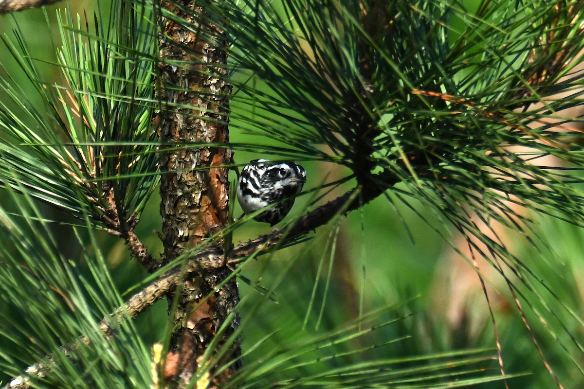 Black-and-white Warbler - ML619748820