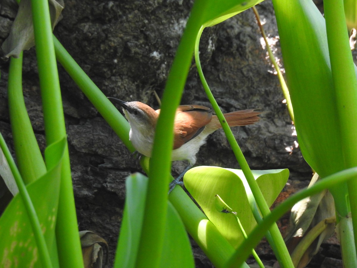 Yellow-chinned Spinetail - ML619748874