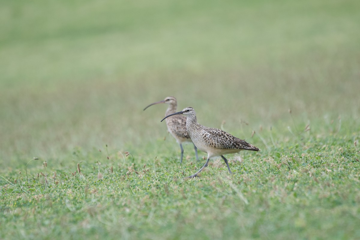 Bristle-thighed Curlew - ML619748908