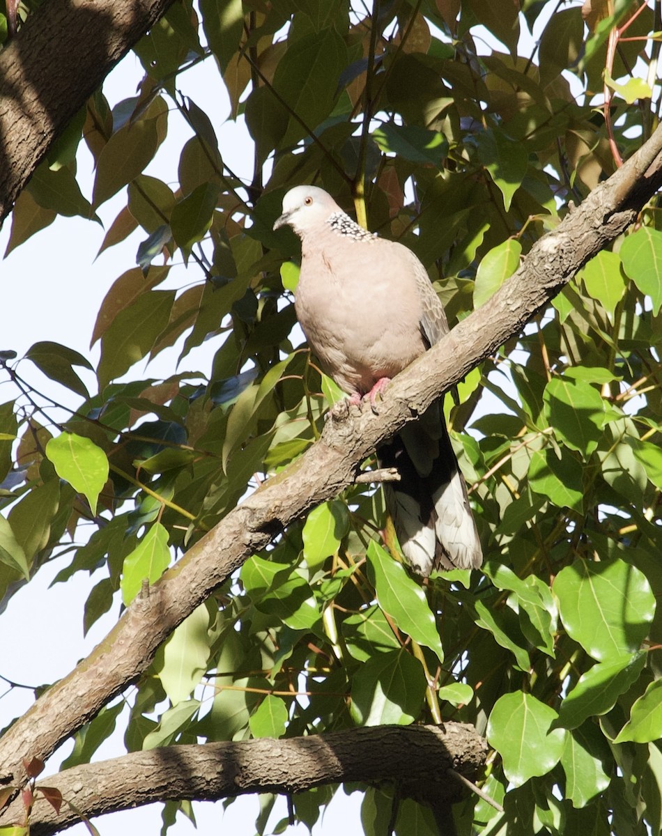 Spotted Dove - ML619748909