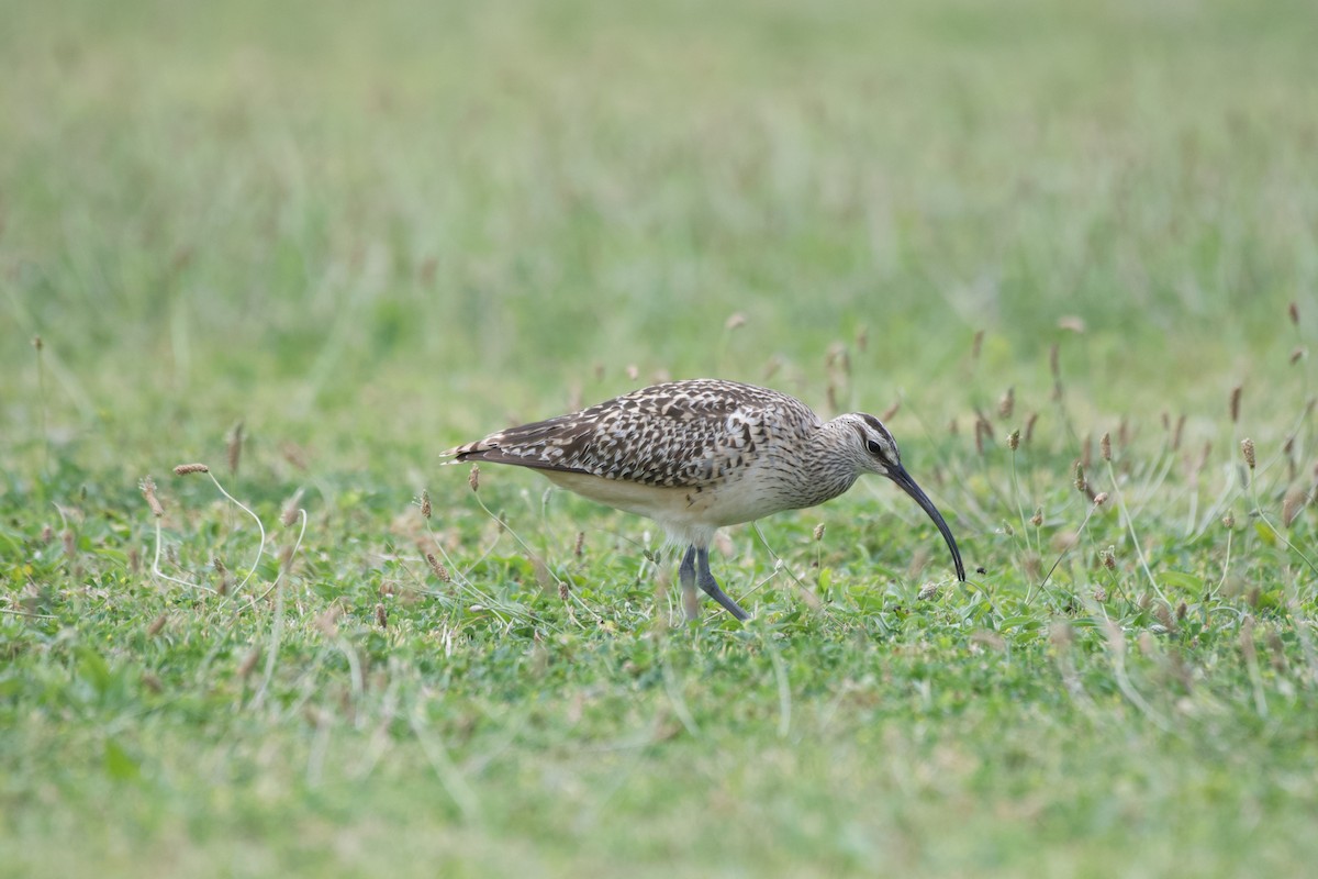 Bristle-thighed Curlew - ML619748911