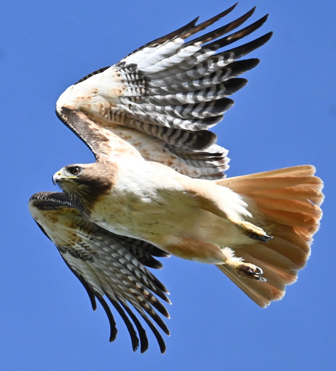 Red-tailed Hawk - ML619748915
