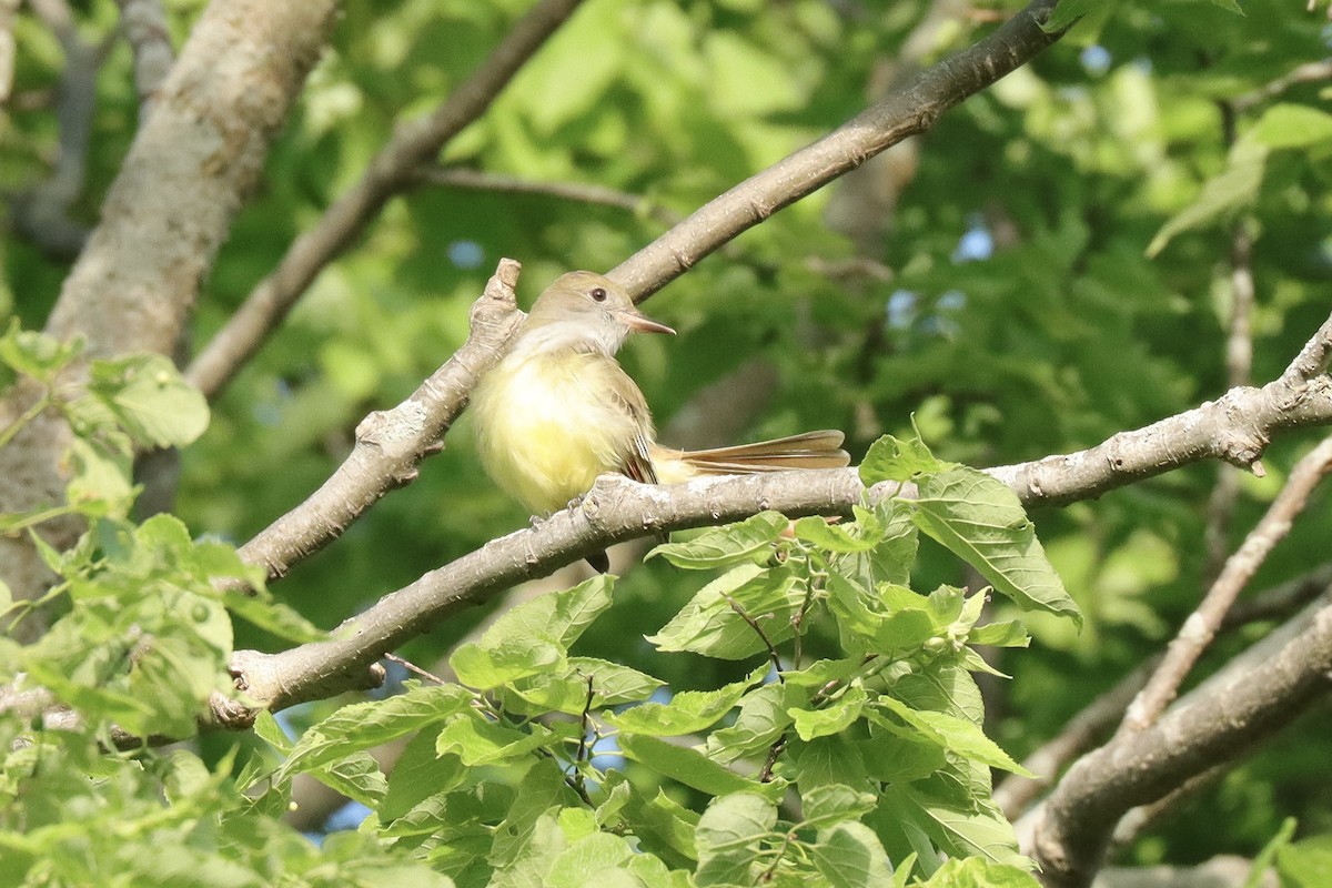 Great Crested Flycatcher - ML619748943