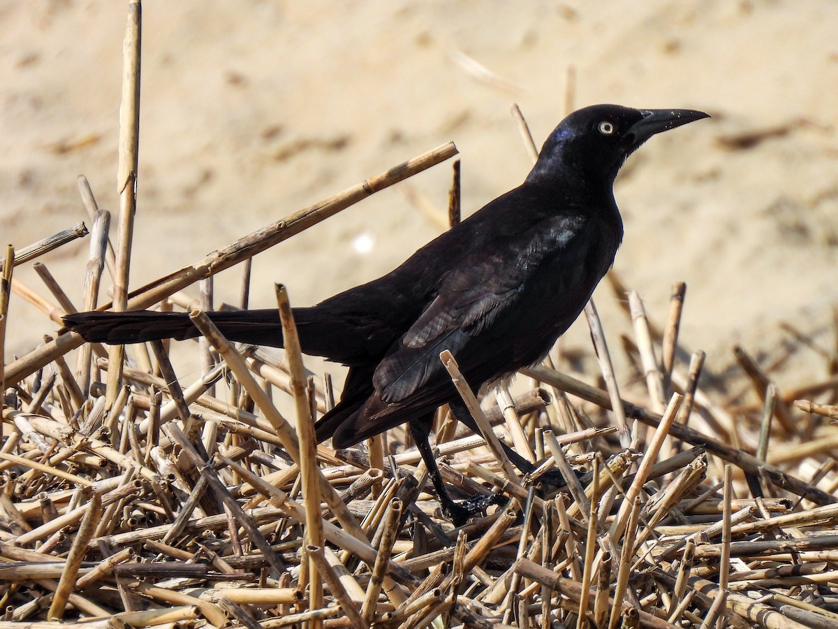 Boat-tailed Grackle - ML619748957