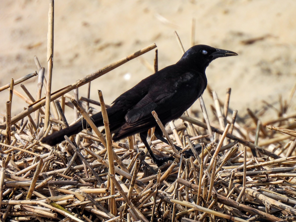 Boat-tailed Grackle - ML619748958