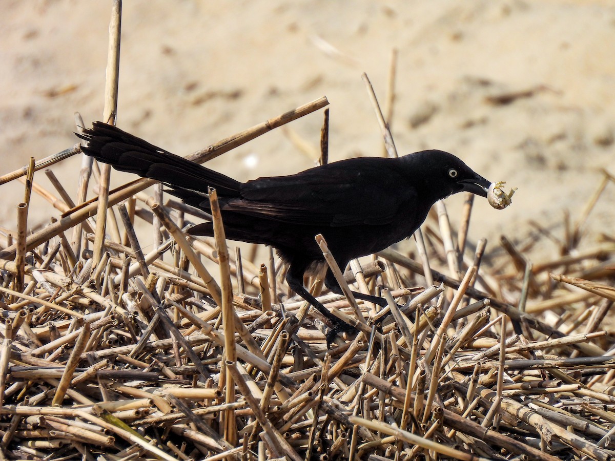 Boat-tailed Grackle - ML619748959
