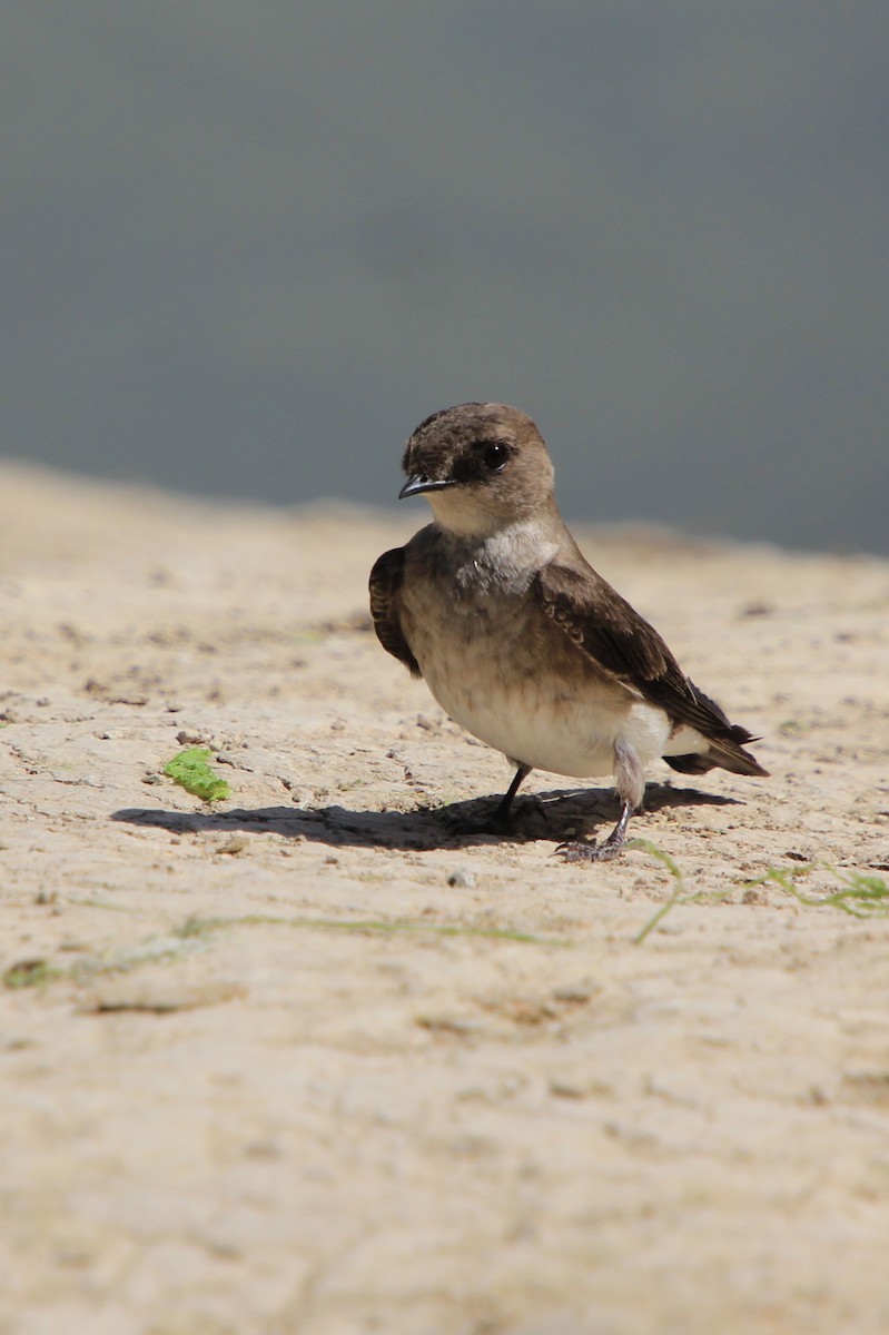 Northern Rough-winged Swallow - ML619748993