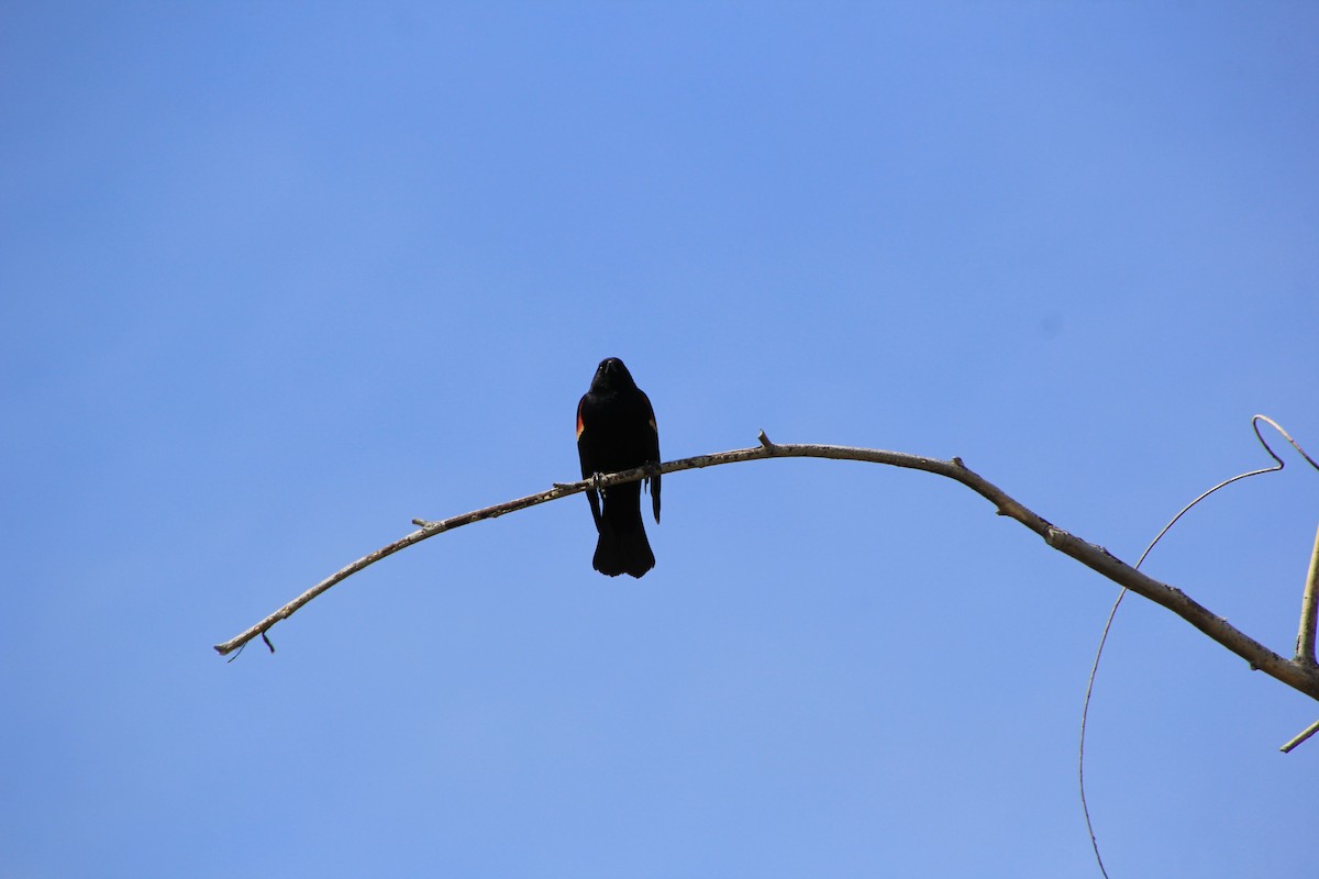 Red-winged Blackbird - ML619749016