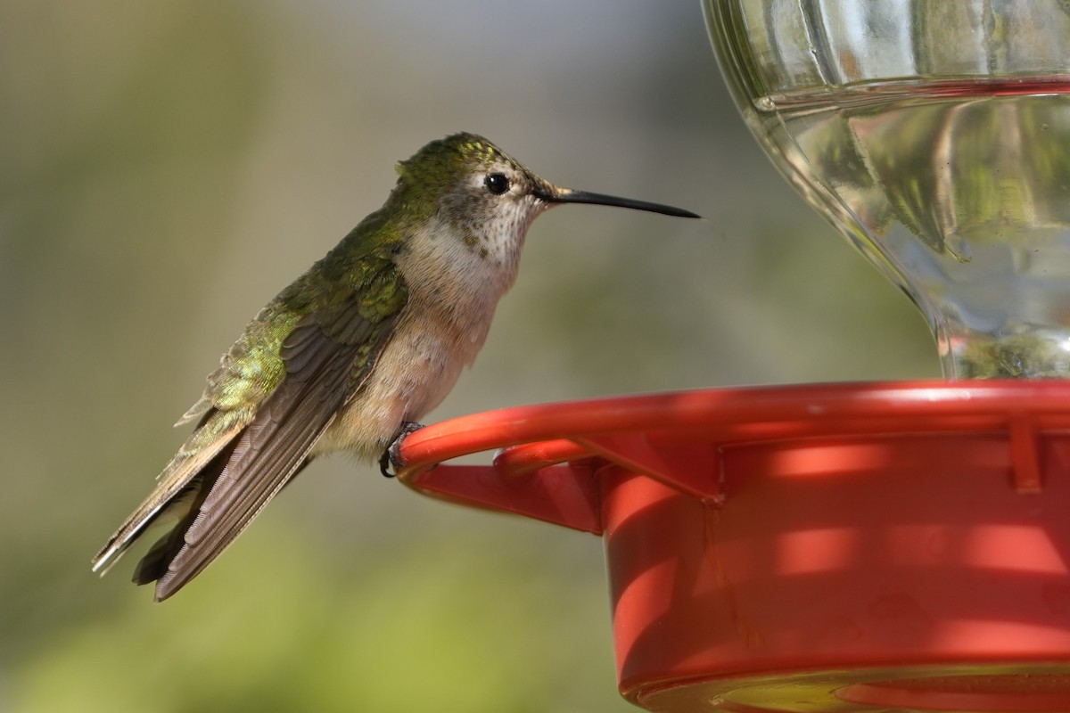 Broad-tailed Hummingbird - ML619749023