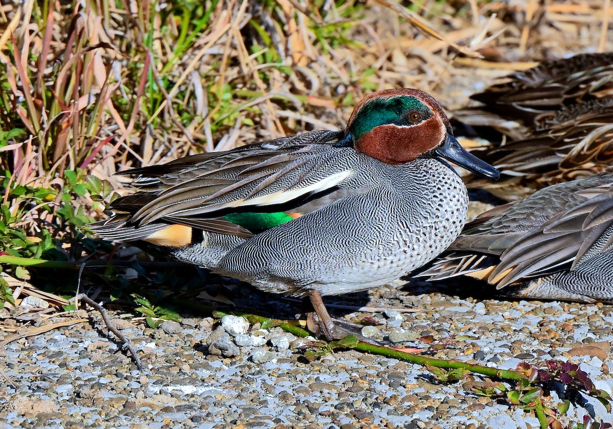Green-winged Teal - ML619749067