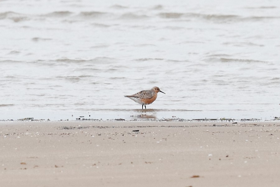 Red Knot - ML619749116