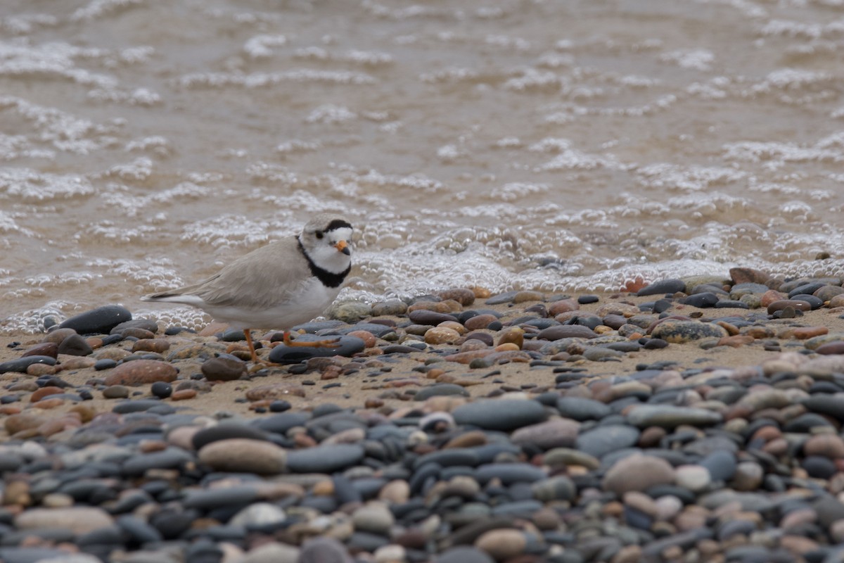 Piping Plover - ML619749132