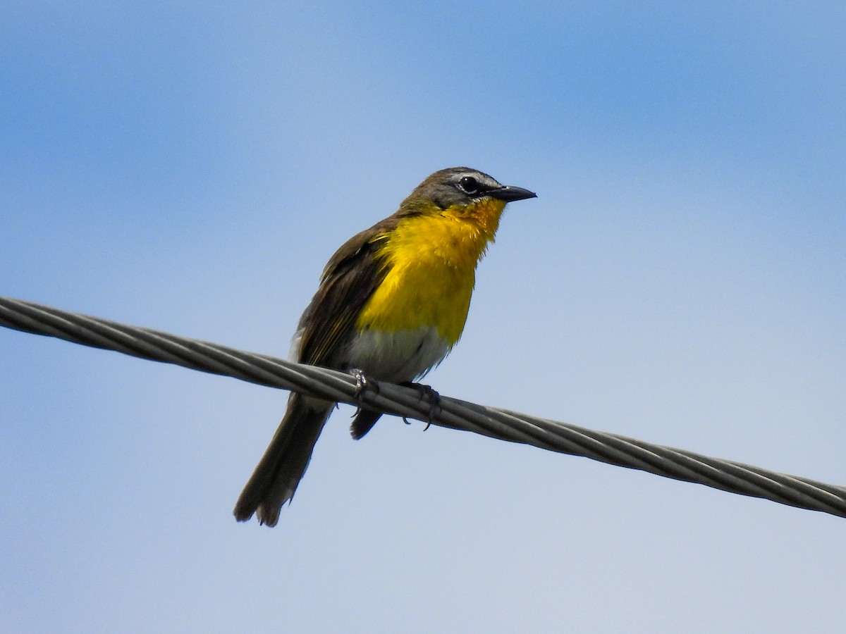 Yellow-breasted Chat - ML619749144