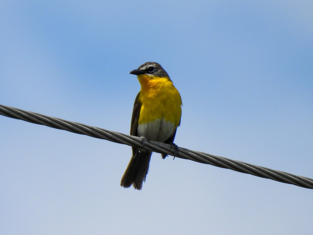 Yellow-breasted Chat - ML619749145
