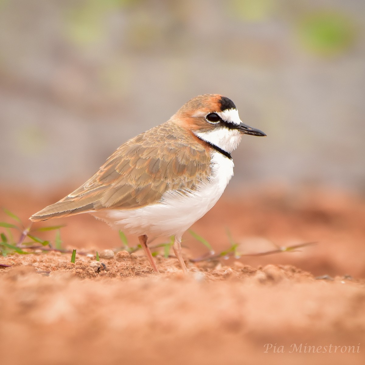 Collared Plover - ML619749147