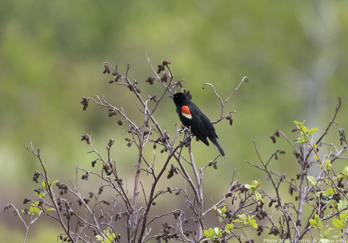 Red-winged Blackbird - ML619749172