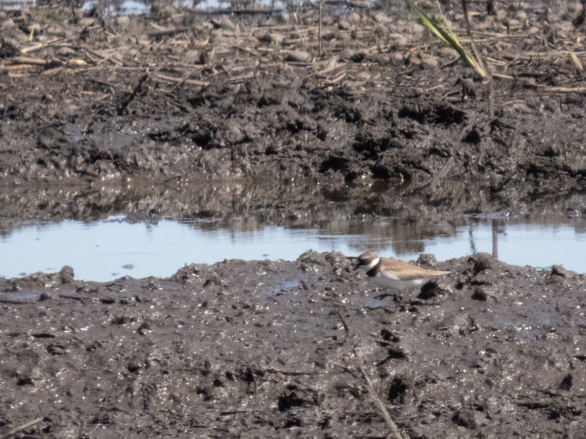 Semipalmated Plover - ML619749173