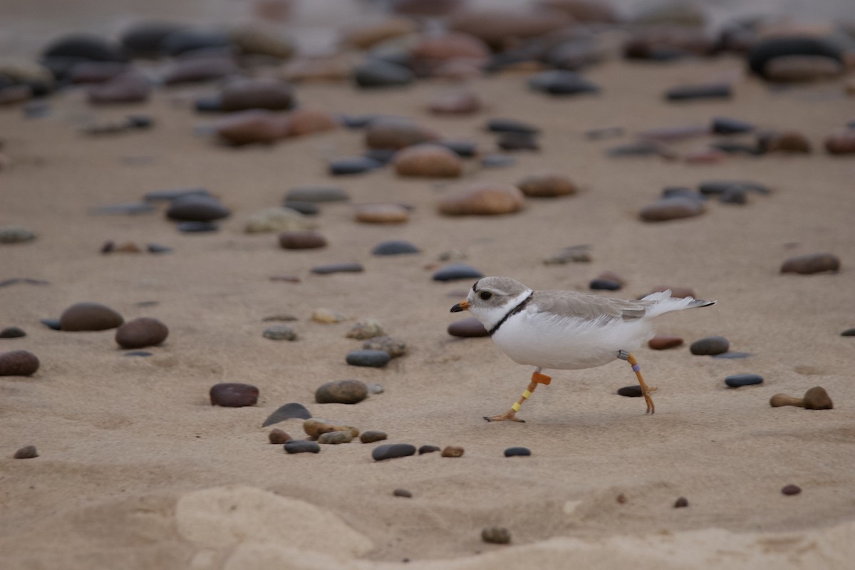Piping Plover - ML619749254