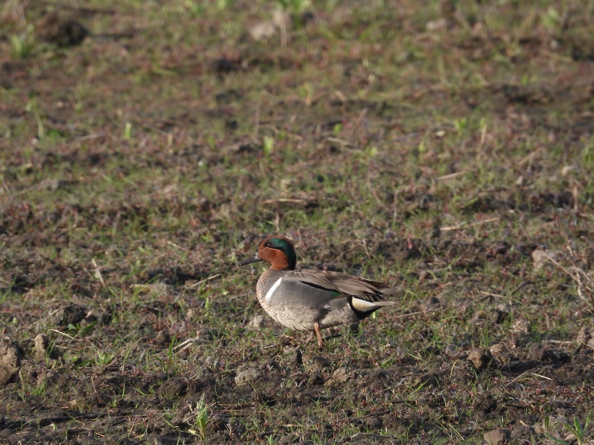 Green-winged Teal - ML619749289