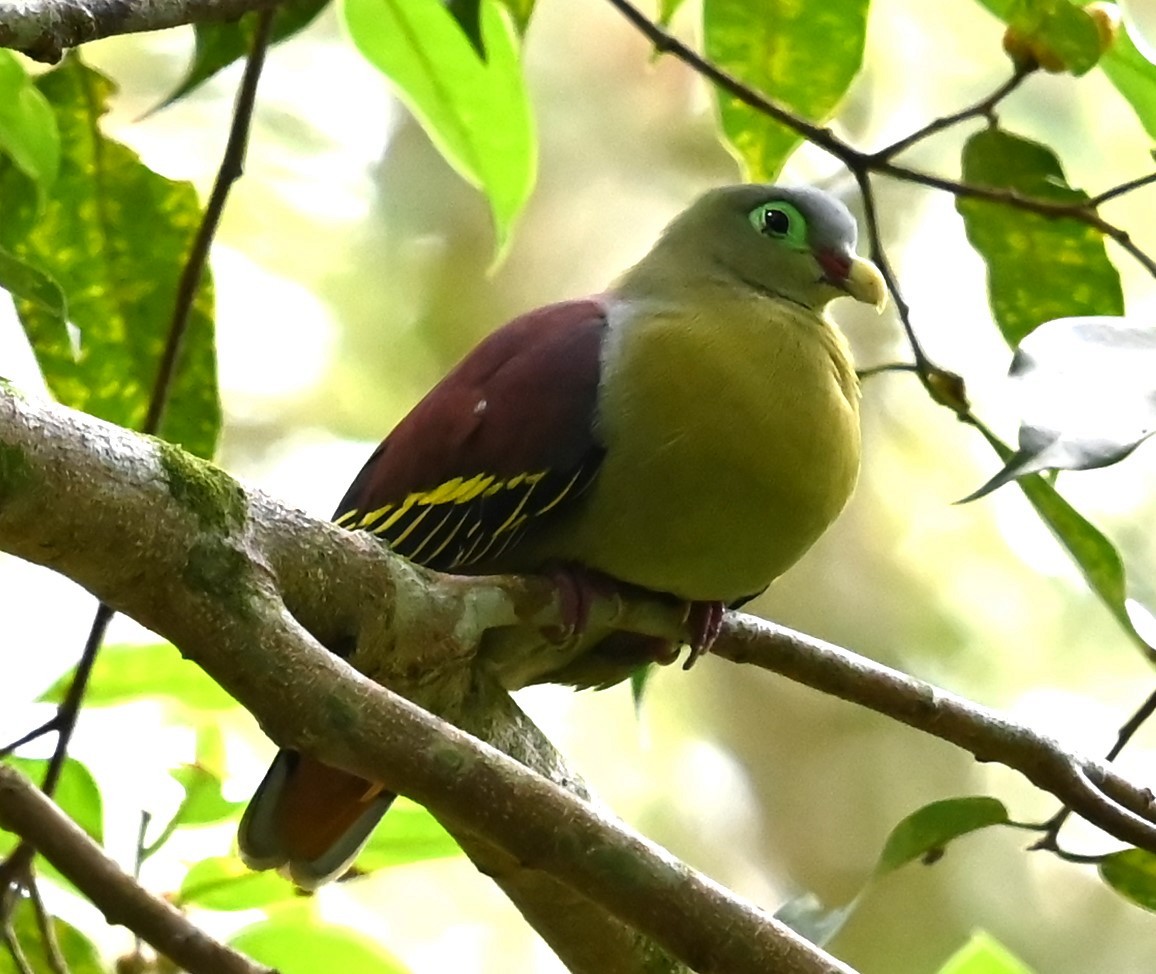 Thick-billed Green-Pigeon - ML619749292