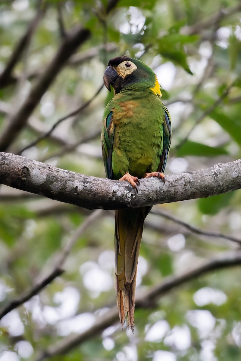 Yellow-collared Macaw - ML619749315