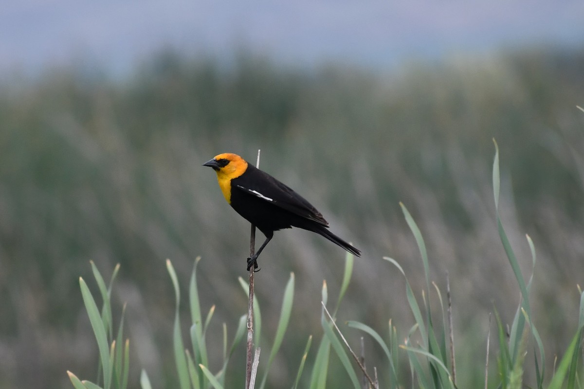 Yellow-headed Blackbird - ML619749337