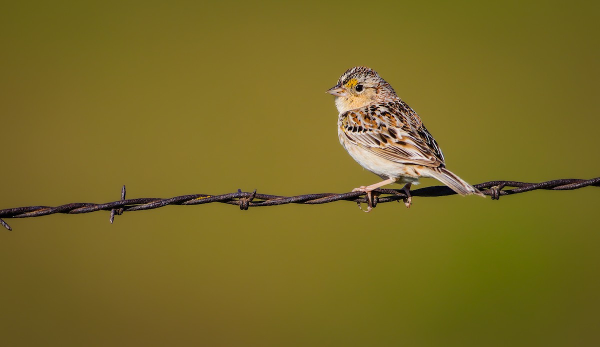 Grasshopper Sparrow - ML619749353