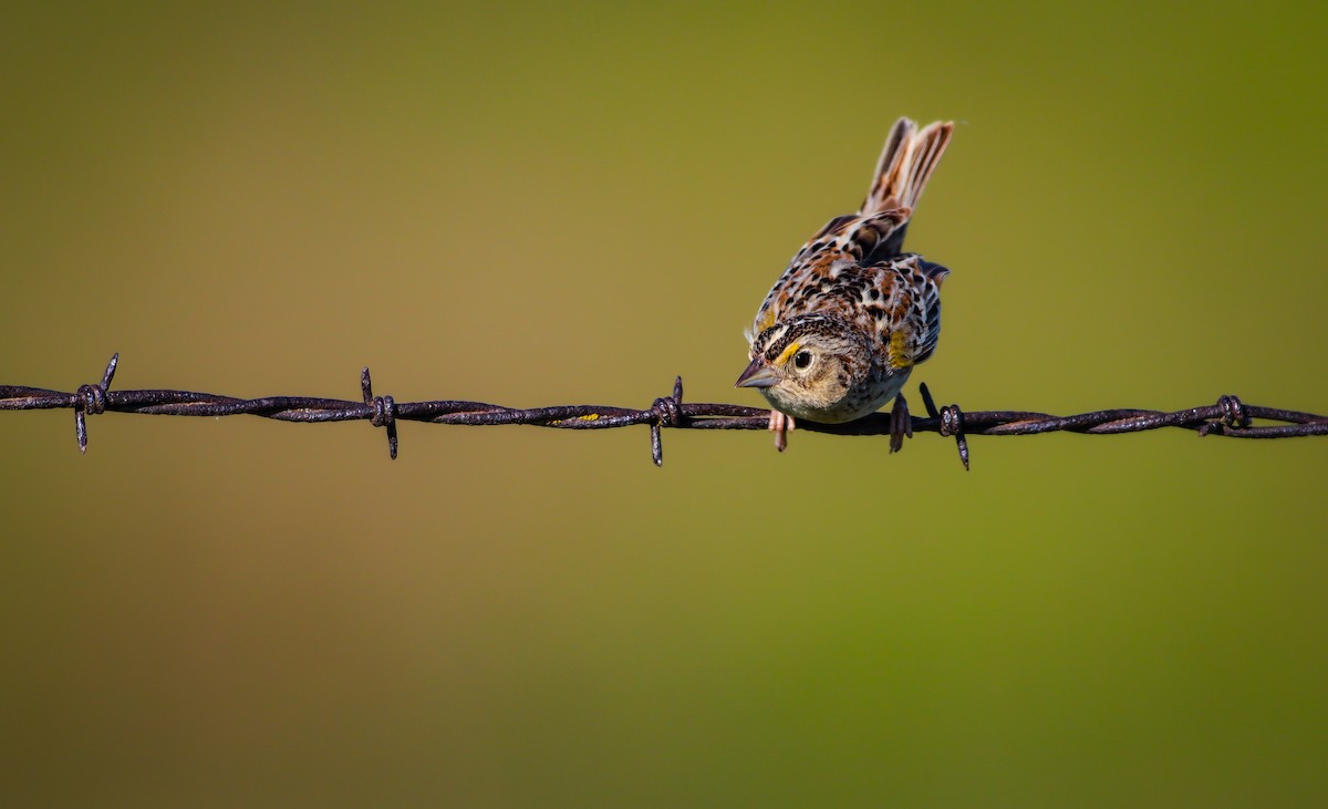 Grasshopper Sparrow - ML619749354