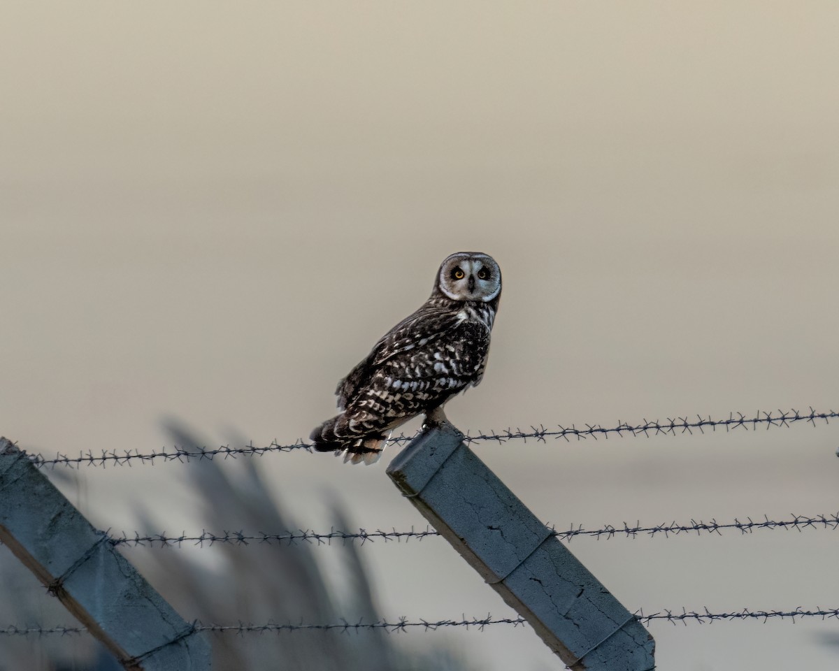 Short-eared Owl - ML619749410