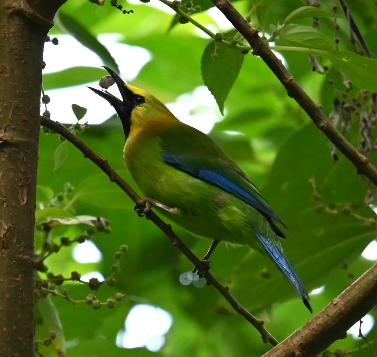 Blue-winged Leafbird - ML619749440
