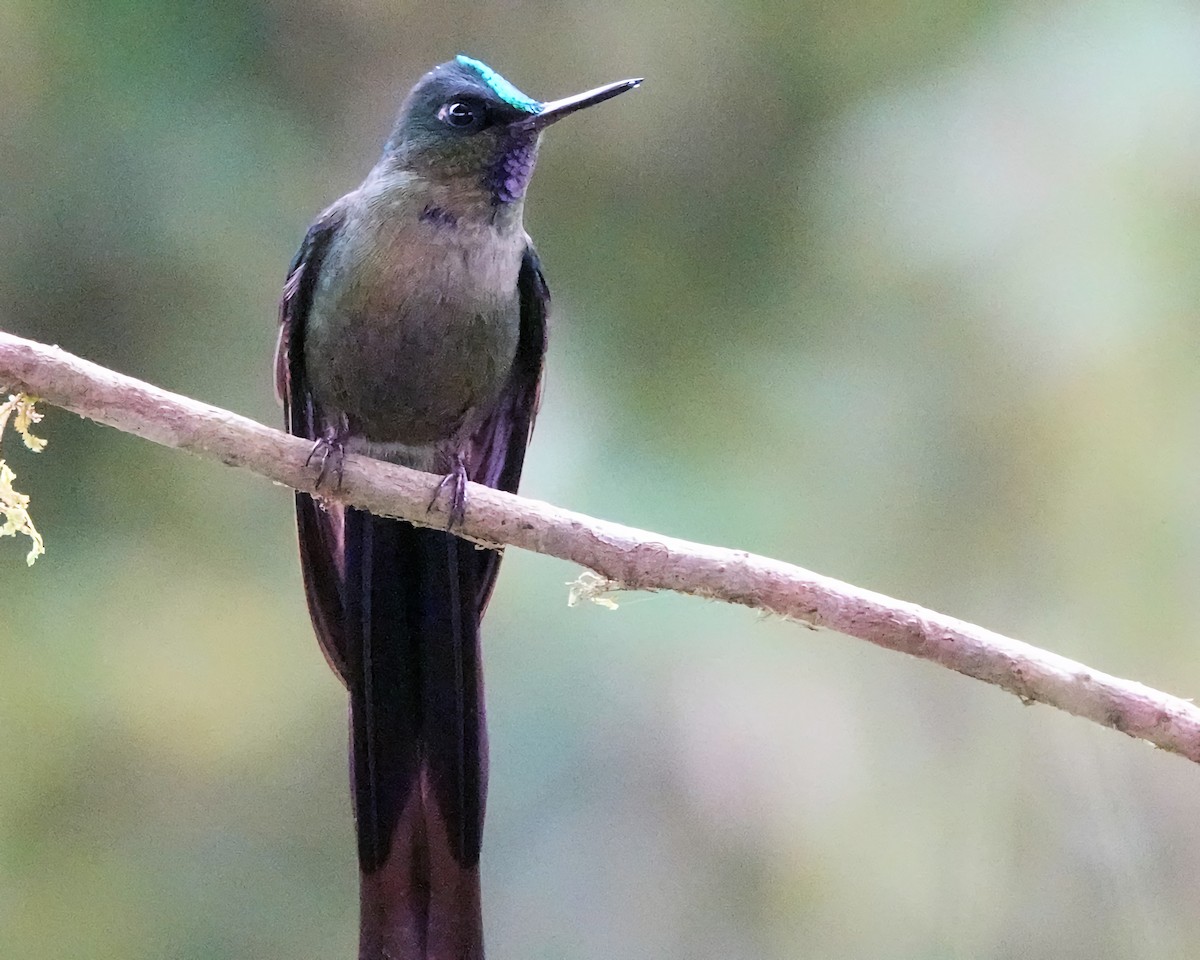 Violet-tailed Sylph - ML619749531