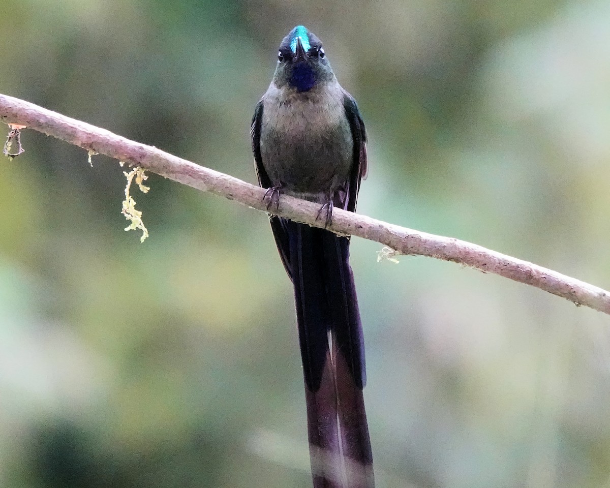 Violet-tailed Sylph - ML619749539