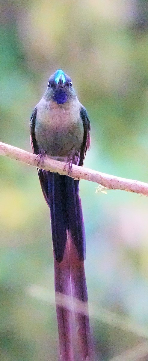 Violet-tailed Sylph - ML619749549