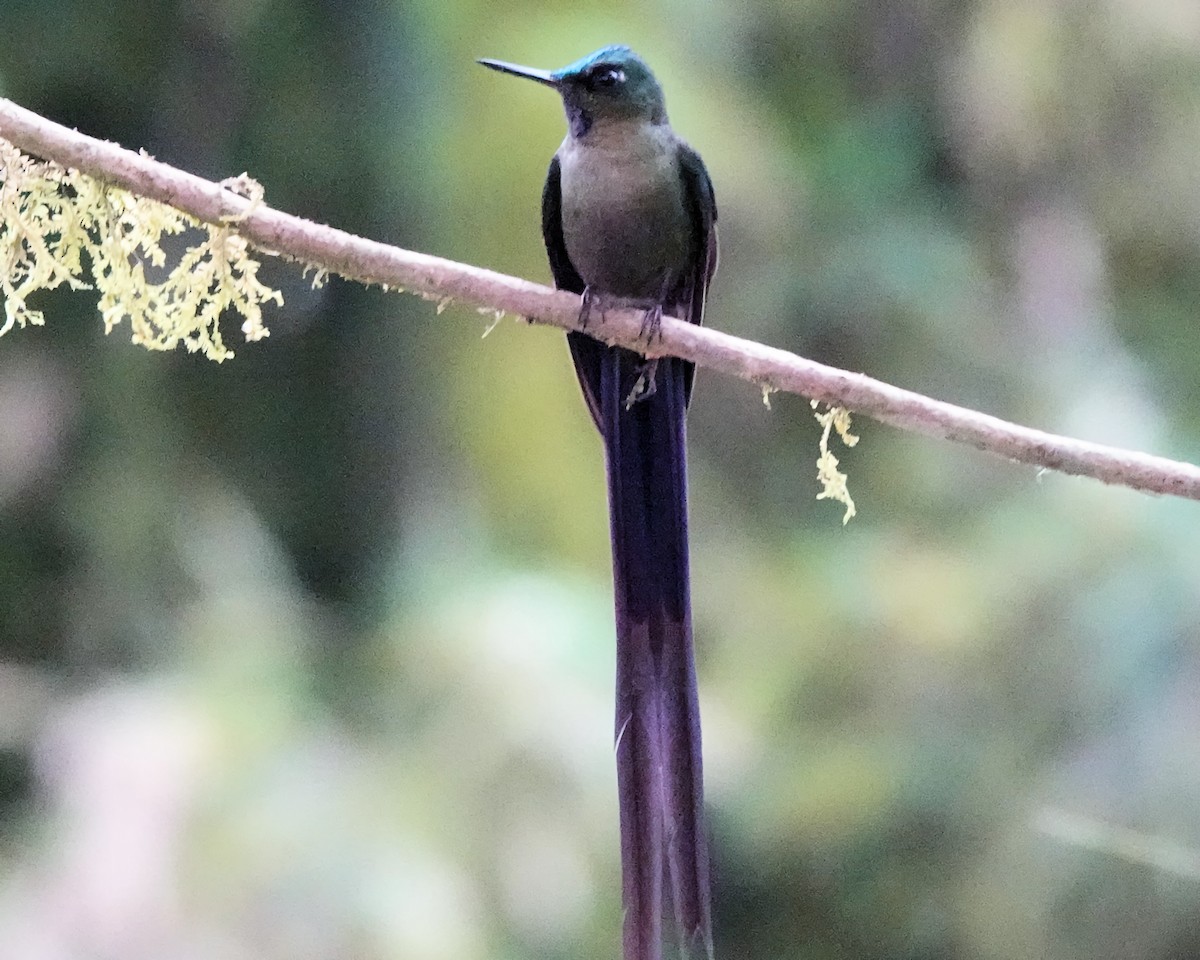 Violet-tailed Sylph - ML619749557