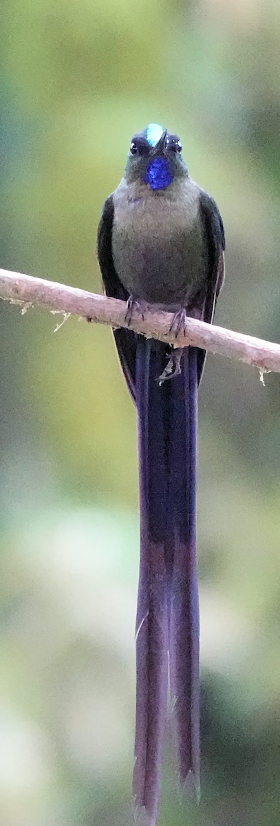 Violet-tailed Sylph - ML619749564