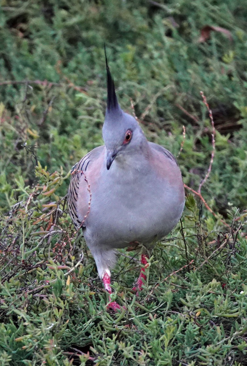 Crested Pigeon - ML619749595