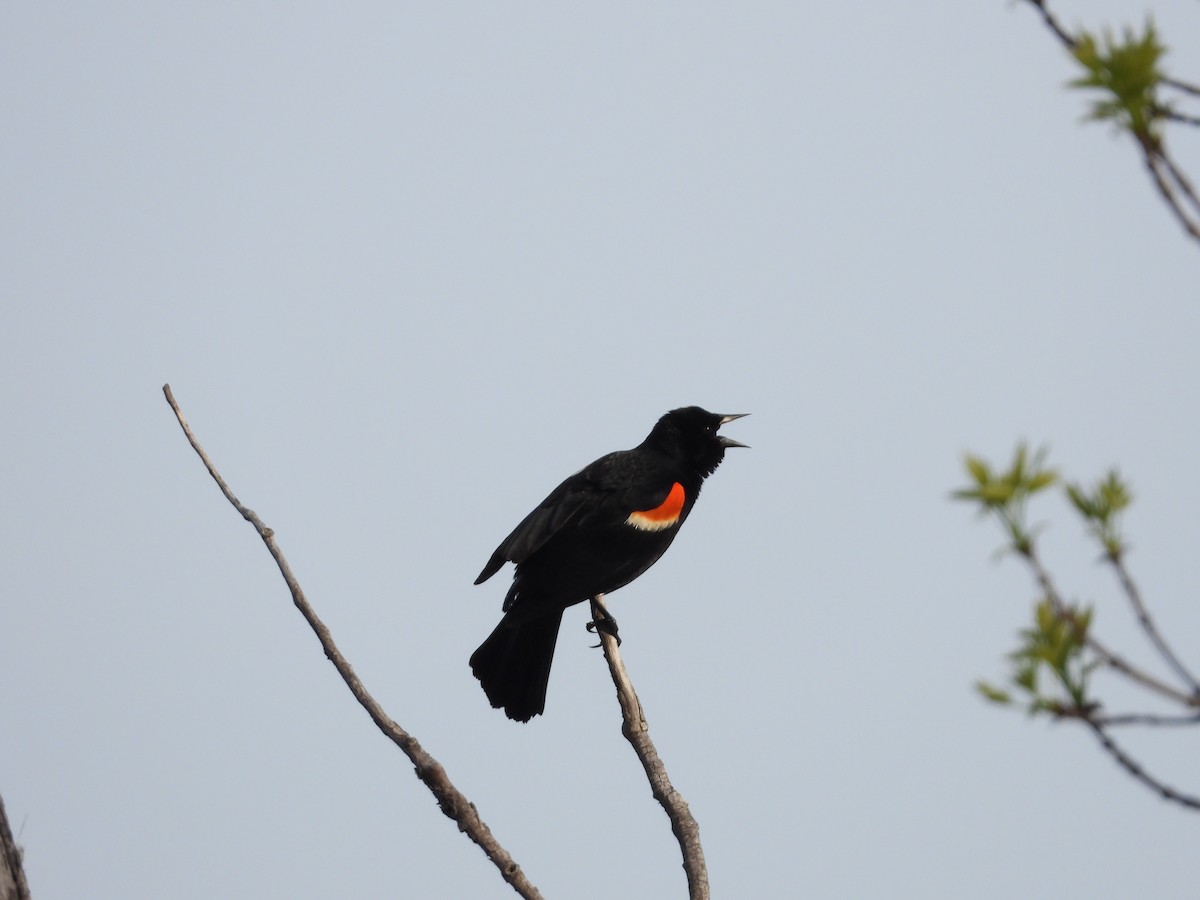 Red-winged Blackbird - ML619749615