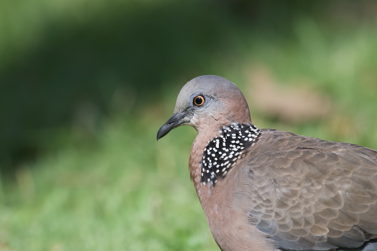 Spotted Dove - ML619749660