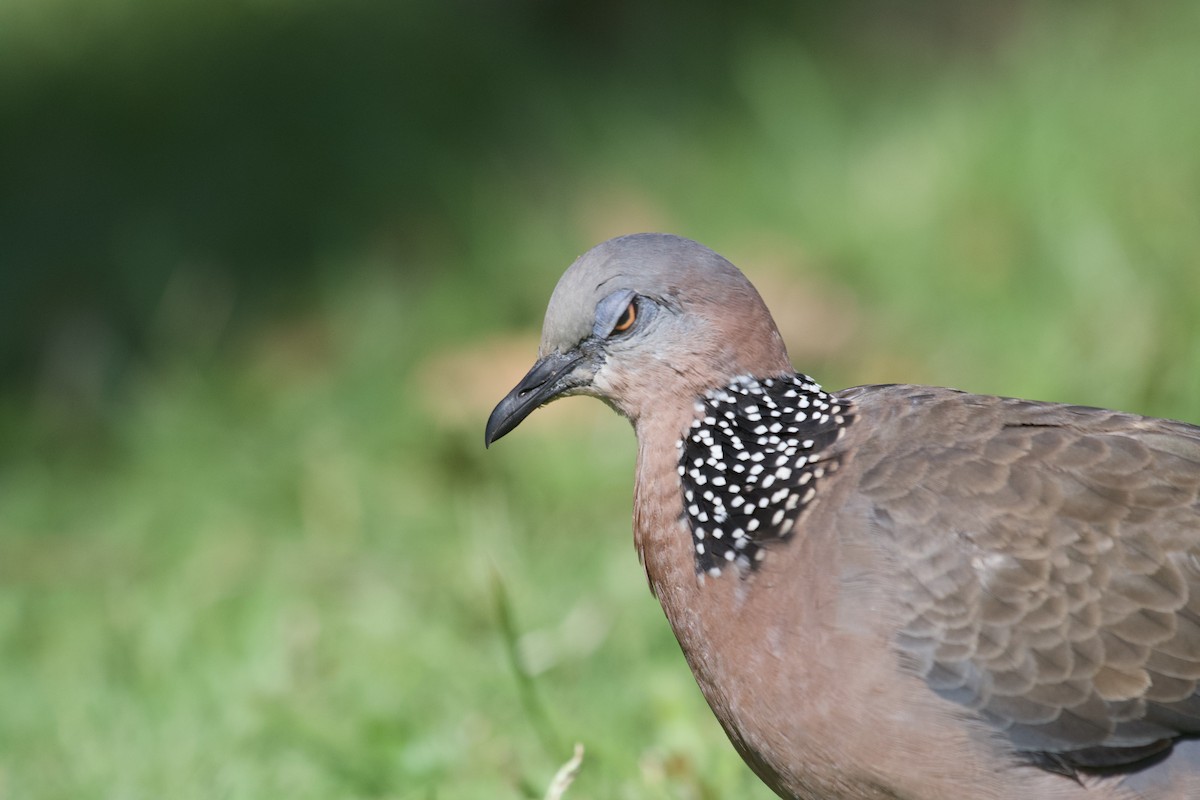 Spotted Dove - ML619749661